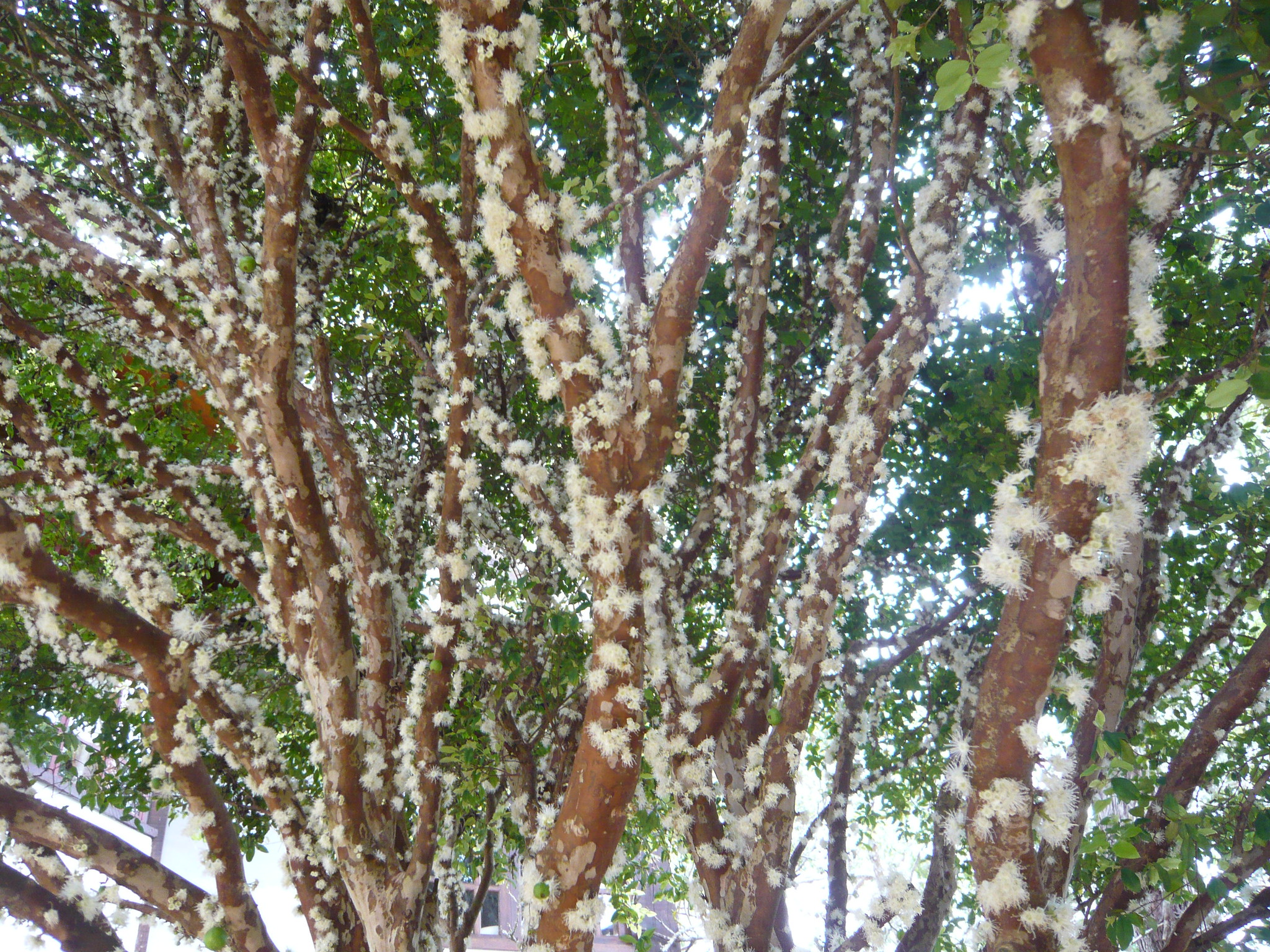 jabuticaba: i fiori e i frutti crescono direttamente sul tronco